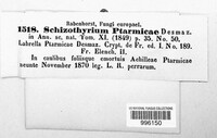 Schizothyrioma ptarmicae image